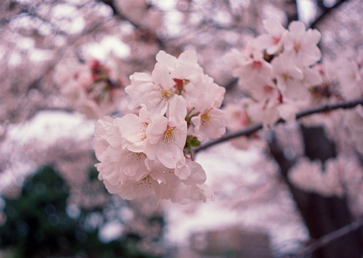 mercvrivs2's tweet photo. 次は #NikkorSCAuto55mmF12 に #OlympusPenFV #Ekter100 での #桜 です(*´ω`*)
#OLYMPUS #OlympusPen #PenFV
#オリンパス #オリンパスペン
#ハーフサイズカメラ #フィルムカメラ #HalfFrameCamera #FilmCamera
#フィルム写真 #filmphotography #Nikon https://t.co/kTwTV4ijTQ