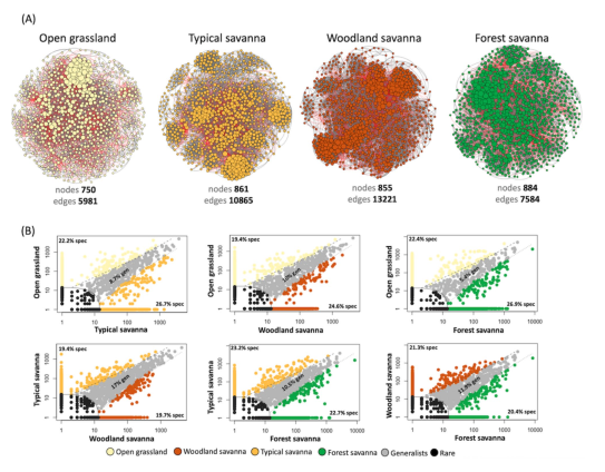 CommunityEcol's tweet image. ๐ฐNew paper!
๐ฆ ๐ณThe structure and functioning of #soil bacterial co-occurrence networks change across #vegetation types in the Brazilian Cerrado
๐doi.org/10.1007/s42974โฆ
#communityecology #ecologyresearch #EcologicalNetwork #bacteria