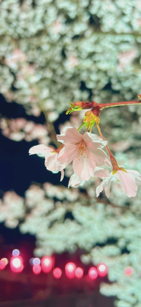 桜様♡ありがとうございます♡ ありがとう 01（桜の花のイラスト入り） 』お墓・墓石 筆文字 デザイン