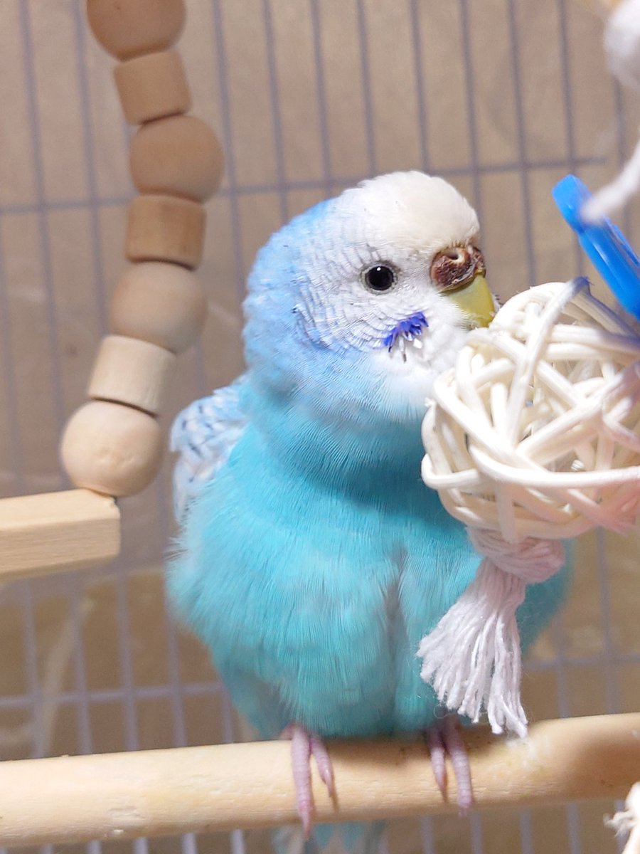 marimo542054's tweet photo. 新しいオモチャにビクビクしてたけど慣れてくれました☺💕
#セキセインコ
#インコ https://t.co/Ys0lyP4Ehr