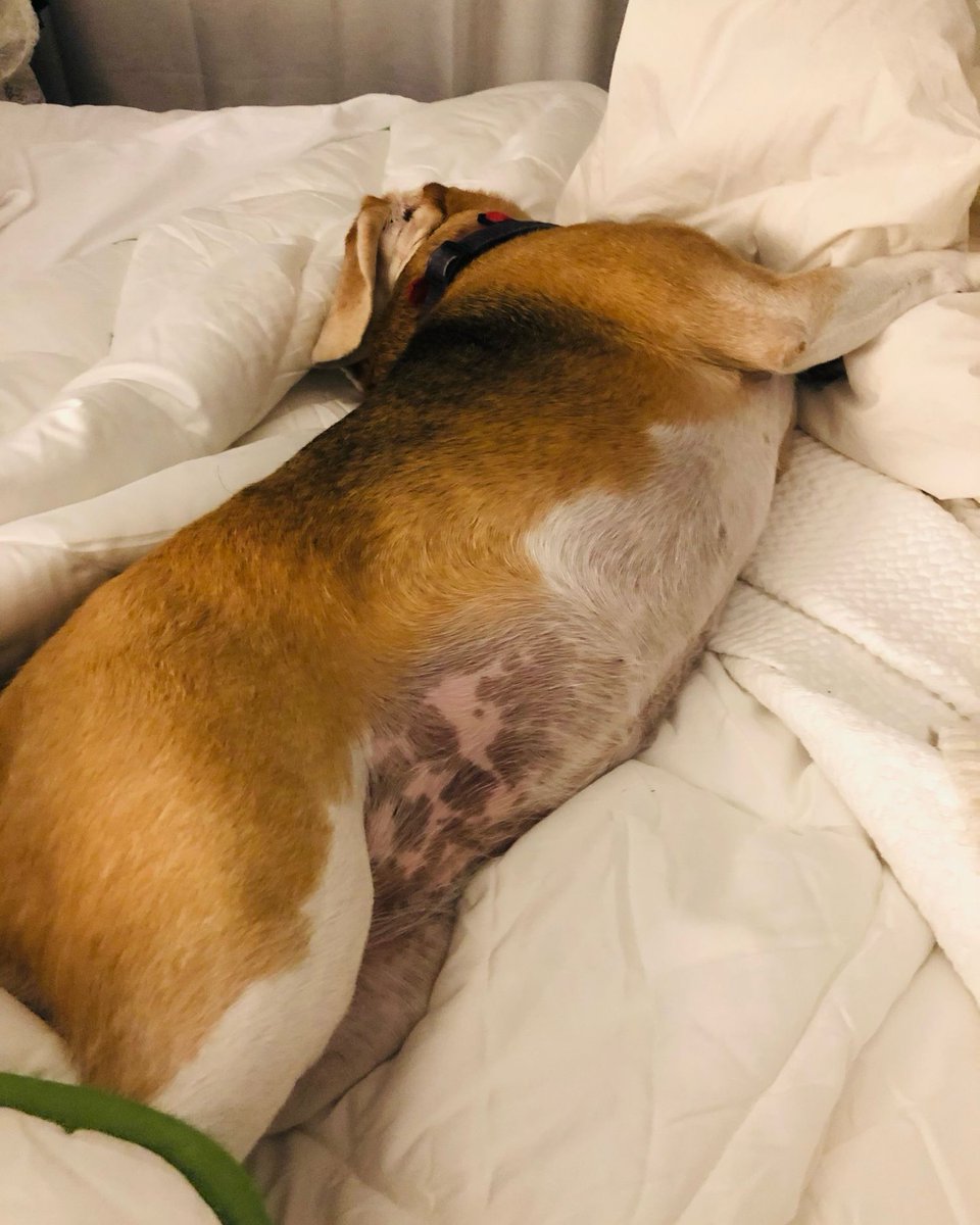 Beagle Facts tweet media