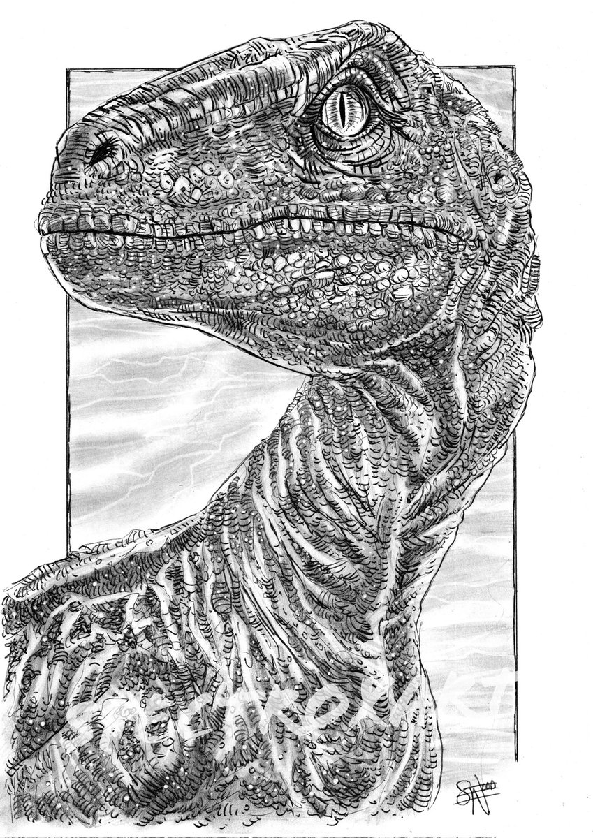 "Hey Girl, Staying Out Of Trouble?" Blue (Jurassic World).

#jurassicworld #jurassicpark #dinosaur #velociraptor #raptor #penandink #artcommission 

A4 Ball-Point Pen &amp; Pencil.

ebay.co.uk/usr/spectroxart
spectroxart.etsy.com