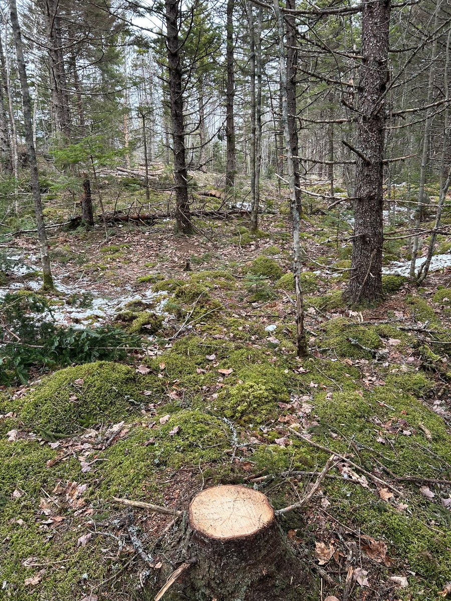 WestFor Management Inc. tweet media