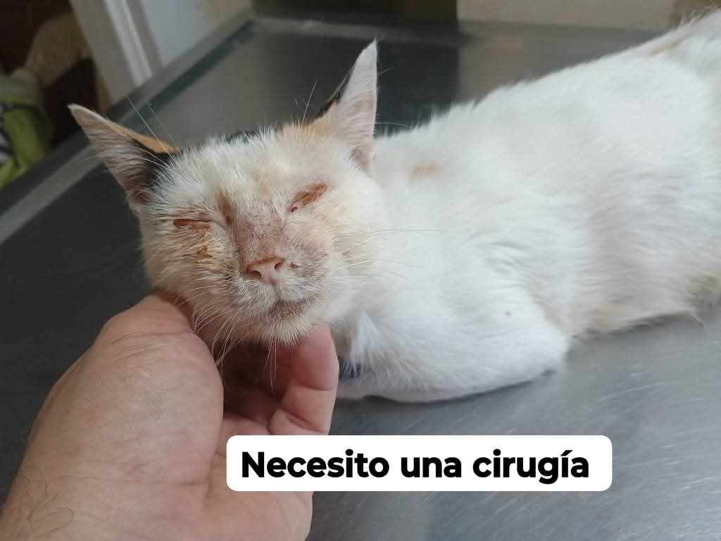 fundacion_gaba's tweet photo. ‼️‼️Iris es una gata de calle ‼️‼️

La semana pasada estuvimos publicando para tomarle las placas 🫤🫤 pero su caso paso desapercibido debido a la cantidad de casos 😔😔 que uds saben que tenemos, ya tenemos las placas y tiene fractura de fémur 😪😪 debemos operarla lo más https://t.co/pNWC9nYisL