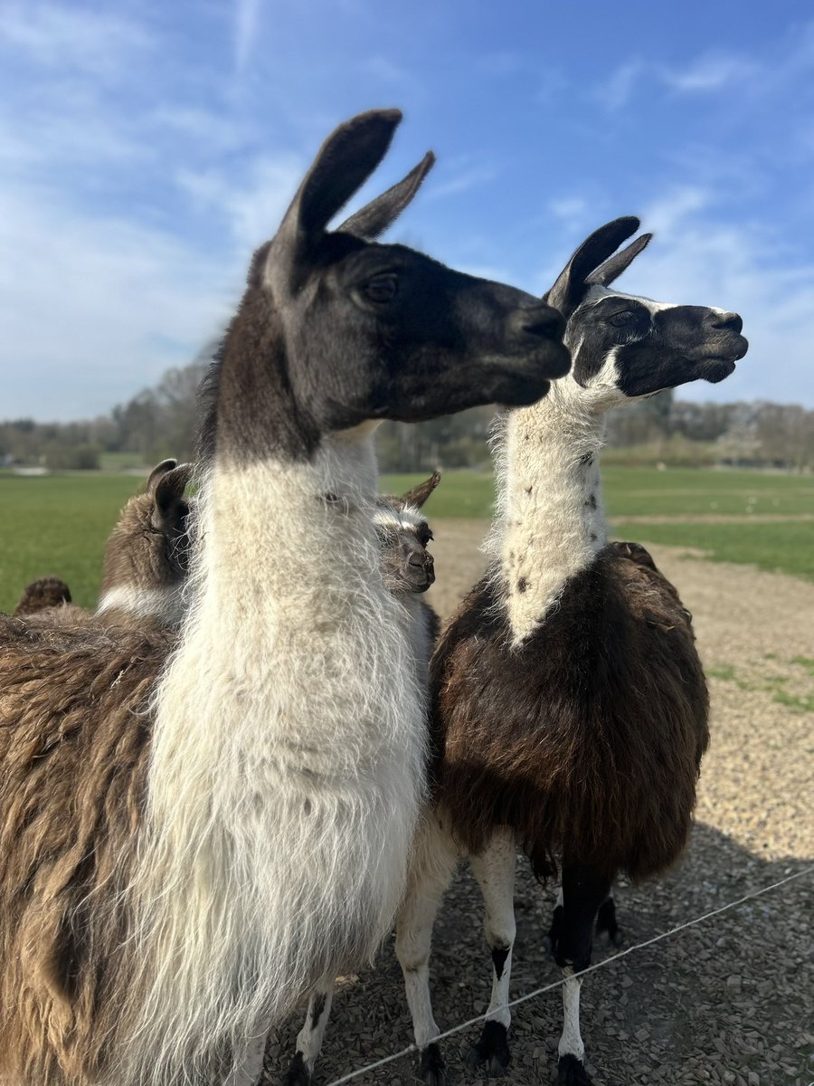 HelenSkelton's tweet photo. Lambing, goats, donkeys and lols. @onthefarmc5 @CannonHallFarm 8pm @channel5_tv TONIGHT https://t.co/jWVPvINPvv