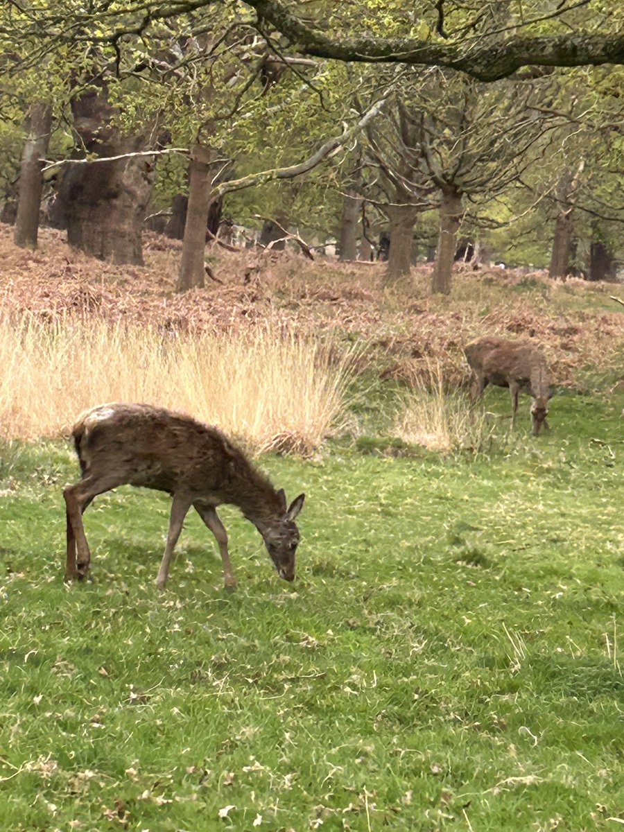 Richmond park yesterday x