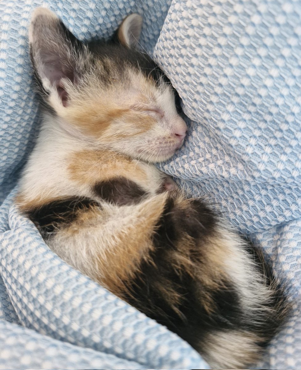 Rayu γ©γ¦ π»π― SINGING MARCH '25 π§΅π (@rayu_gh) on Twitter photo We were able to bring the remaining kittens to the vet last week and they were prescribed meds. They look healthier now especially Snow (white), tho Cone (orange-white) still has swollen eyes. Zorro (tricolor) loves climbing footsies. πΈ We were able to bring the remaining kittens to the vet last week and they were prescribed meds. They look healthier now especially Snow (white), tho Cone (orange-white) still has swollen eyes. Zorro (tricolor) loves climbing footsies. πΈ
