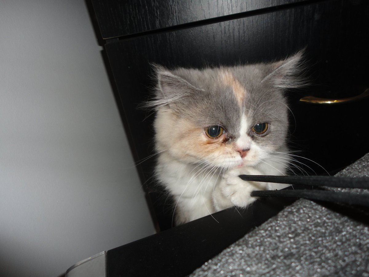 ana27725062's tweet image. #HitPaw #HitPawCatTax @HitPawofficial