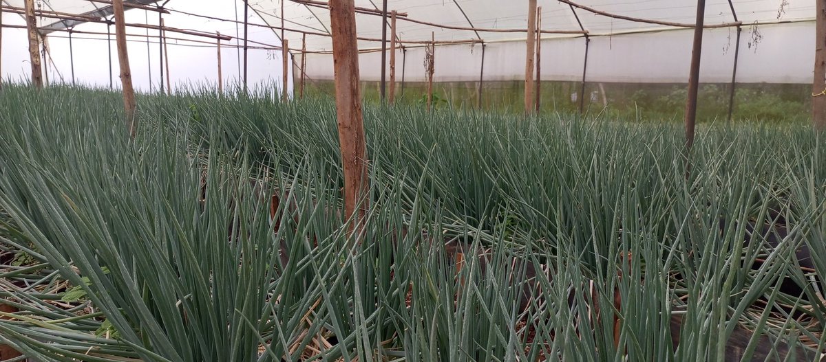 Our second Climate-Smart Agriculture project: 100% organic spring onions, sustainably grown to promote healthy soils and resilient food systems.