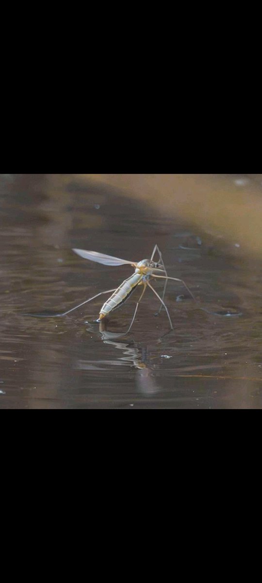 Martin Adams tweet media