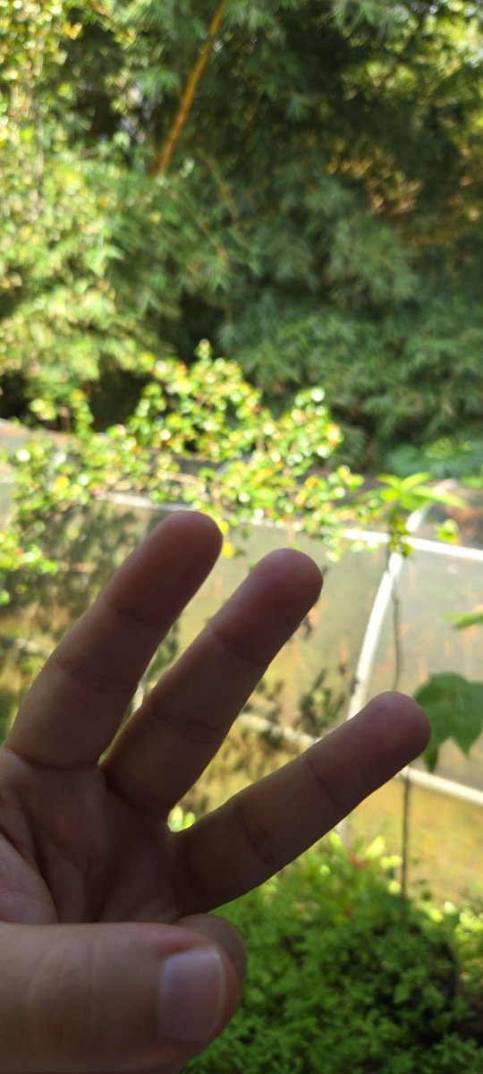 Securing the Watcher network from a butterfly reserve in Cali, Colombia
 #WatchersEverywhere <a href="/DeNetPro/">DeNet</a> #Watchernode