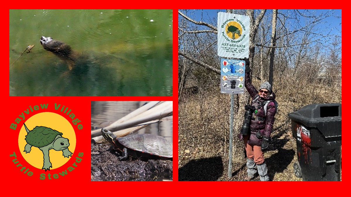 It’s National Volunteer Week  - so here’s a HUGE thank you to Bayview Village Turtle Stewards - a dedicated team helping Bayview Village turtles survive and thrive. 

In 2024 the stewards placed nest protectors supporting 83 new hatchlings.

BV Turtle Stewards - we salute you!!!