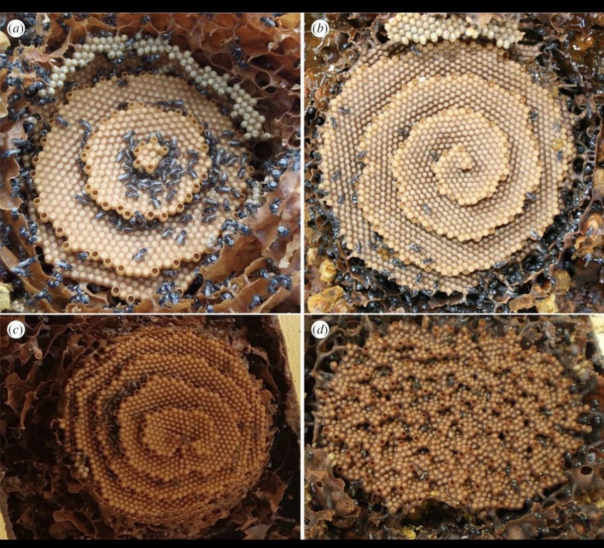 XPHOENIXDRAGON's tweet image. 🧬Frequency &amp;amp; Vibration🧬

• Bees 🐝 are attracted to high vibrational frequencies in people!

• Sleeping above the beehives a therapy with multiple health benefits.

• Honey is the only food that will not rot. A jar of honey may remain edible for over thousands of years.