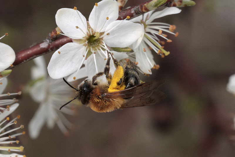 AdrianDowling13's tweet photo. I'm still struggling with my Bee ID's, but am I correct in thinking that this is a female A.nitida. Thorax colour looks right to me as do the sparse hairs on the tergites, but I can't see much white under the thorax. Please can you confirm or correct. Many thanks. @iancbeavis https://t.co/zWdJXjWNW8