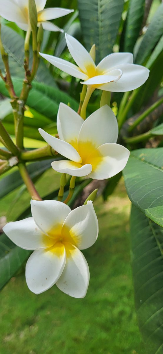 J'espère que votre semaine a bien commencé comme cette fleur de Plumeria alba 🌸☘️

#GoodVibes #Avril2025 #Nature #Fleur #Macrophotographie #Flowers