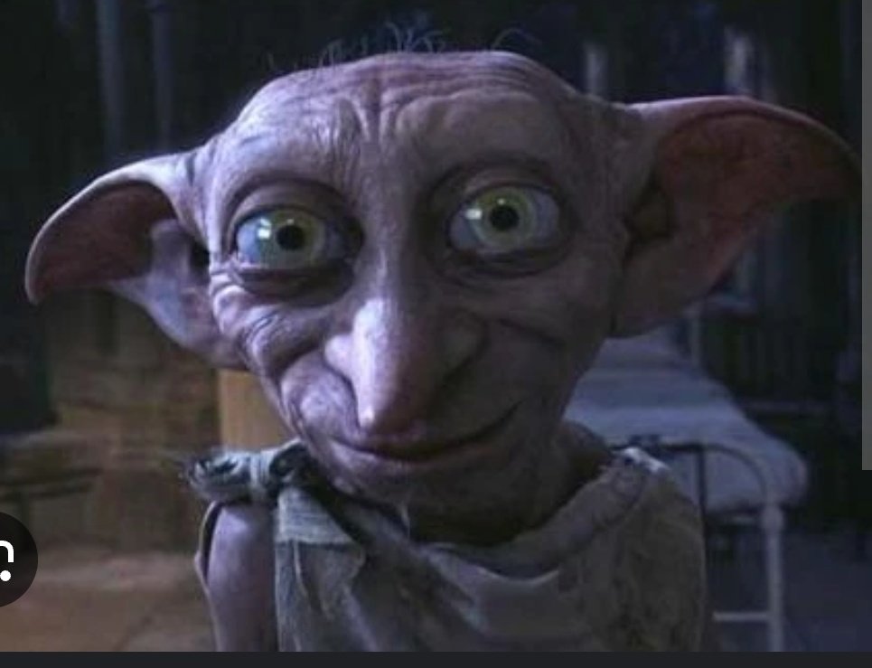 federicoiturbe's tweet photo. ayer llegó irma que tiene la mirada de dobby el elfo que salva a harry potter https://t.co/pnL94DO9aZ