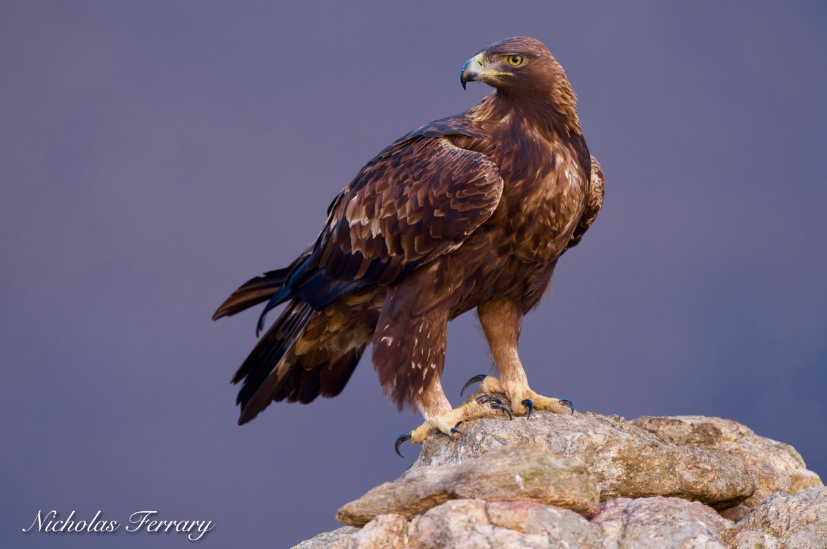 Golden Eagle overlooking La Sierra de Guadarrama.