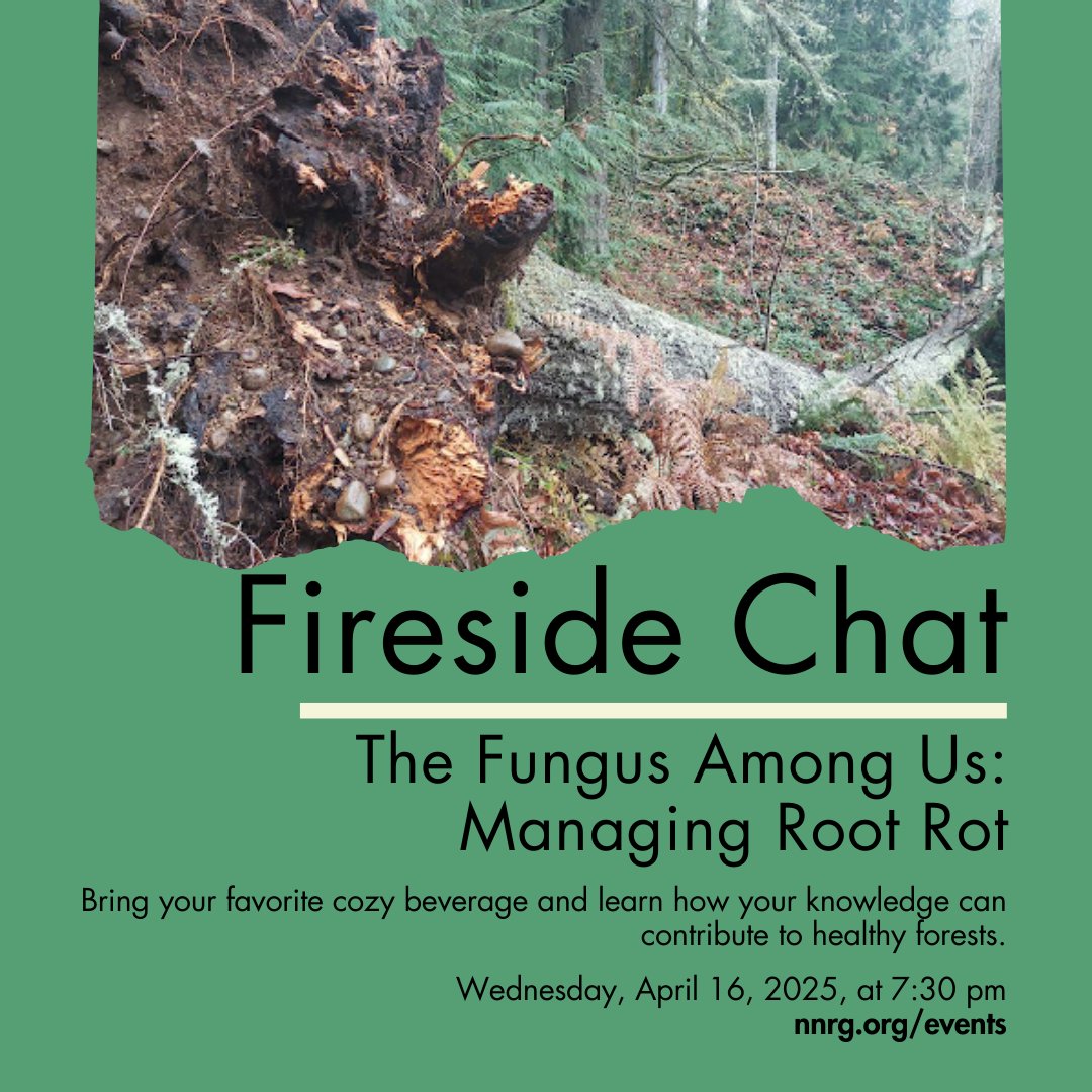 Northwest Natural Resource Group (@nnrgforests) on Twitter photo Join us on April 16 for a Fireside Chat on The Fungus Among Us: Managing Root Rot. NNRG’s Kirk Hanson will discuss how this fungus can be part of building a resilient forest. Bring your questions and your favorite cozy beverage! Register at nnrg.org/events. Join us on April 16 for a Fireside Chat on The Fungus Among Us: Managing Root Rot. NNRG’s Kirk Hanson will discuss how this fungus can be part of building a resilient forest. Bring your questions and your favorite cozy beverage! Register at nnrg.org/events.