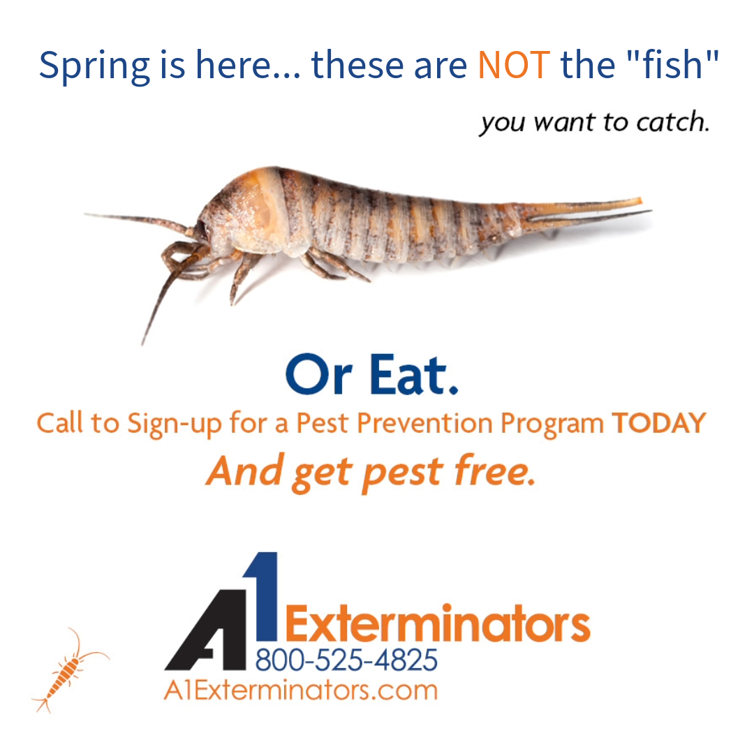 A1Exterminators's tweet image. Creepy, Fast, and Living in Your Home? 😬🐟

Silverfish are moisture-loving pests hide in bathrooms, basements, and kitchens. They’re fast, sneaky, and tough to eliminate without professional help. #a1exterminators #pestcontrol #silverfishcontrol a1exterminators.com/what-are-silve…