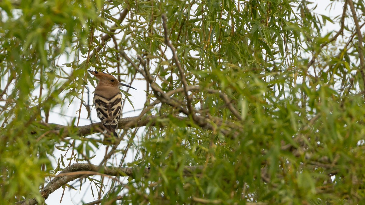 2 Hoopoe this afternoon at the North Wall Pagham.
Incredible to have one perched singing in a tree. Tricky surroundings all the time for photos, but pretty special to hear.