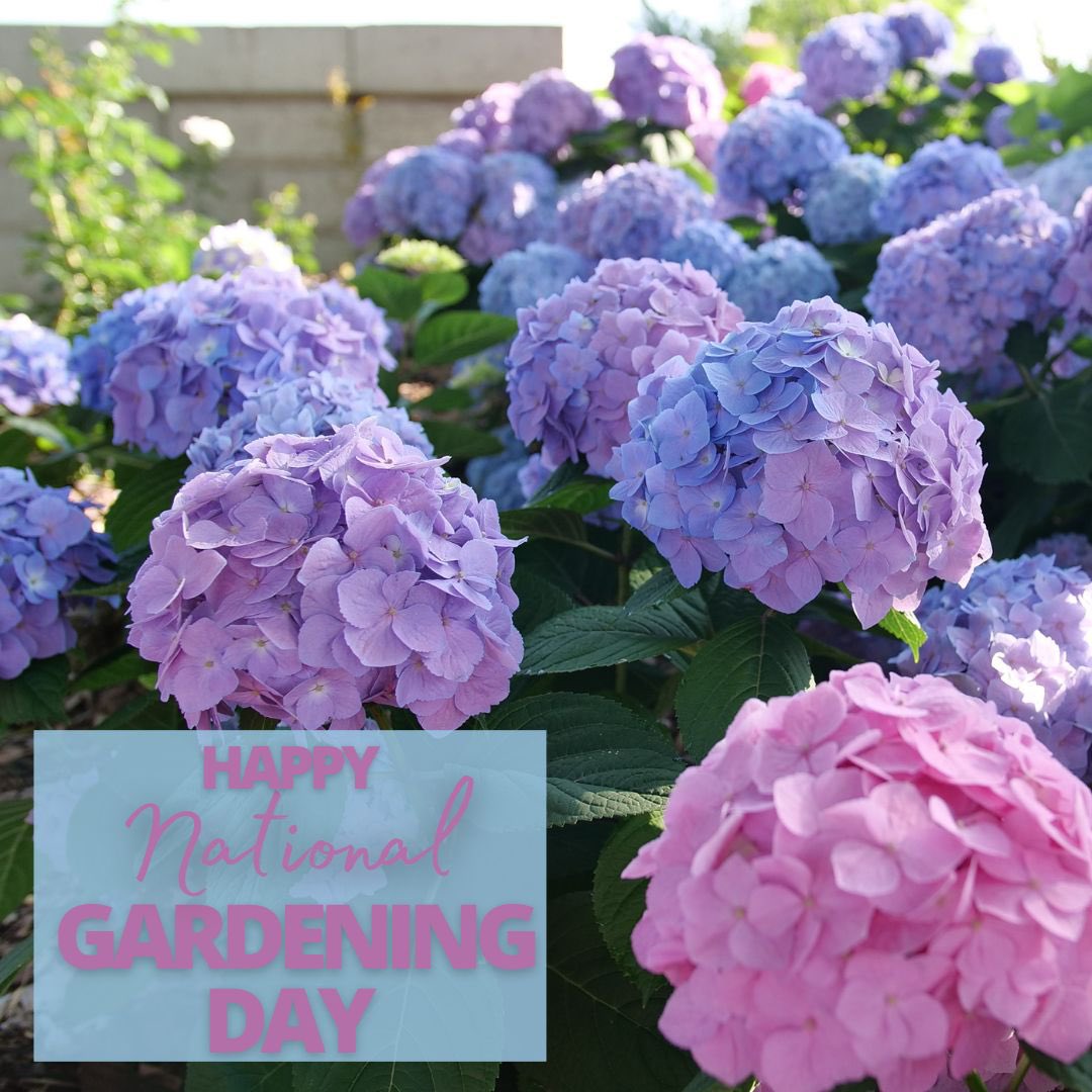 Happy National Gardening Day from all of us here at Baucom’s Nursery!

Visit us at baucomsnursery.com for all your WHOLESALE ONLY needs. 

#blueberry #weigela #vitex #hydrangea #gerbera #daisy #begonias #annuals #hangingbaskets #plants #shrub #crapemyrtles #baucomsnursery