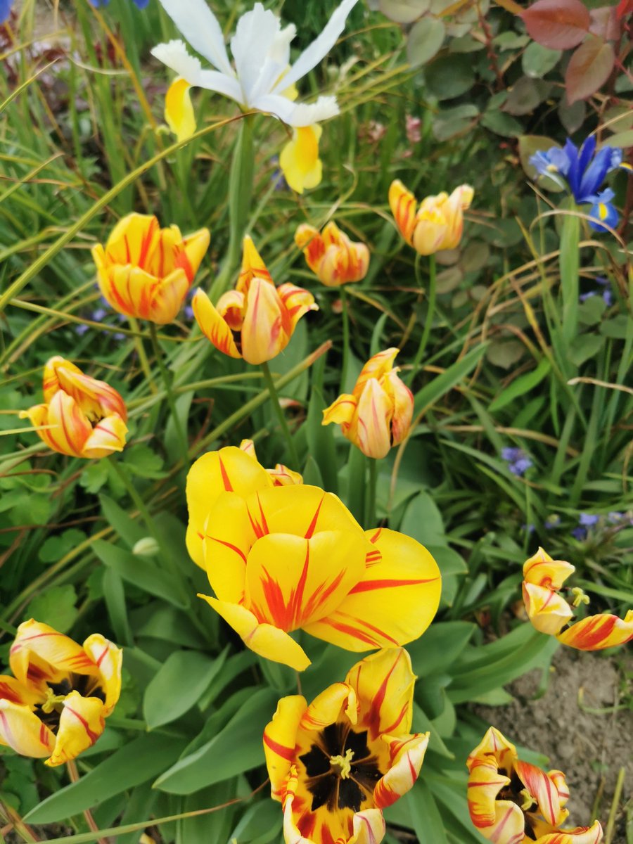 CarlaBZH's tweet image. J&apos;ai la chance d&apos;avoir un #jardin si fleuri ! Plein de couleurs et de #fleurs variées. On est vraiment au #Printemps ! Moment détente. Mais c&apos;est du travail ! 😎💐🔆 #flowers #CotesdArmor #Bretagne #MagnifiqueBretagne #France #MagnifiqueFrance
