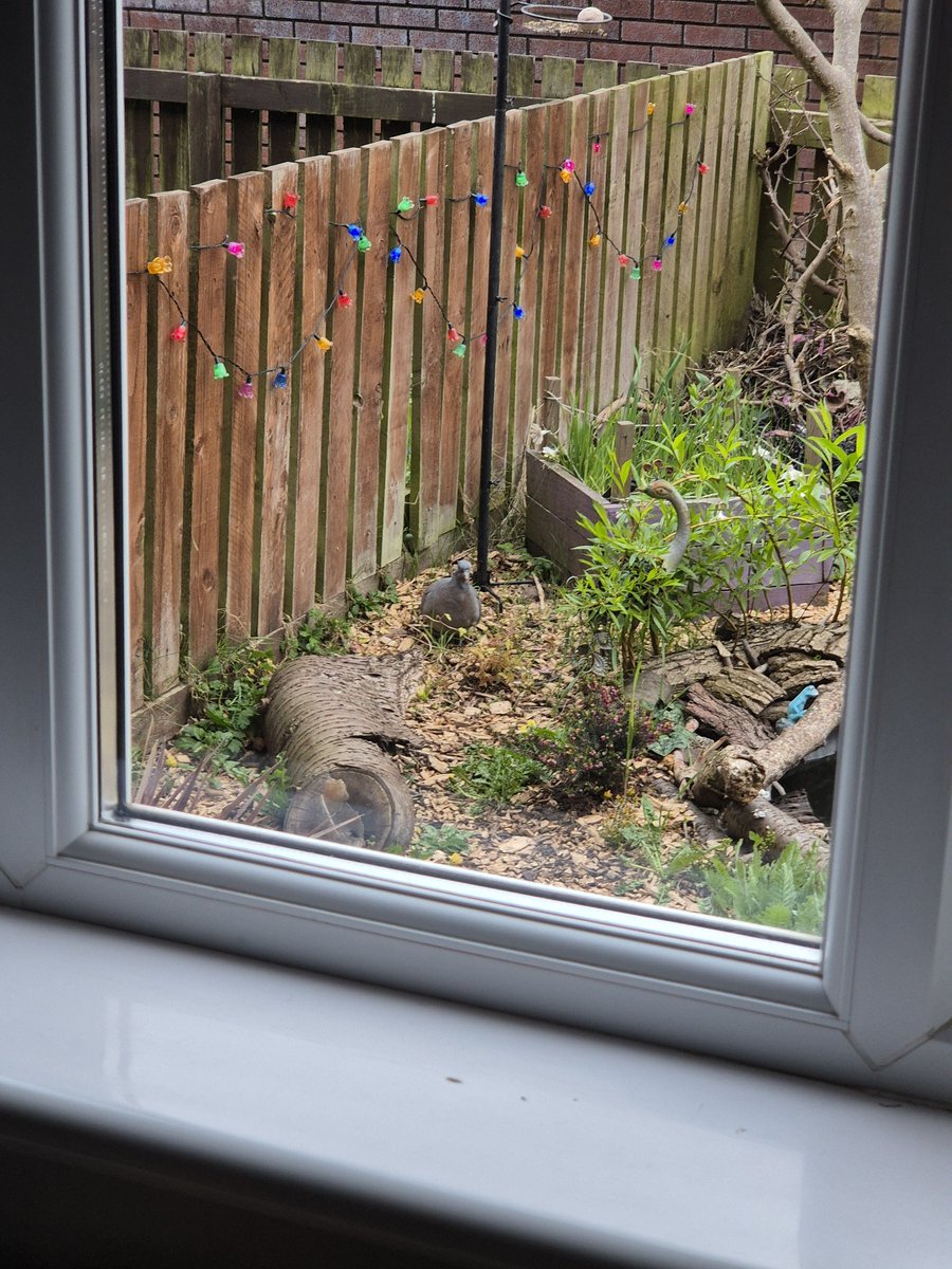 This pleases me. The bigger one was a frequent visitor last year and now there's a babbaa!! ♥️ 
#Wildlife making pneumonia bearable 😏 #WildGarden #RSPB