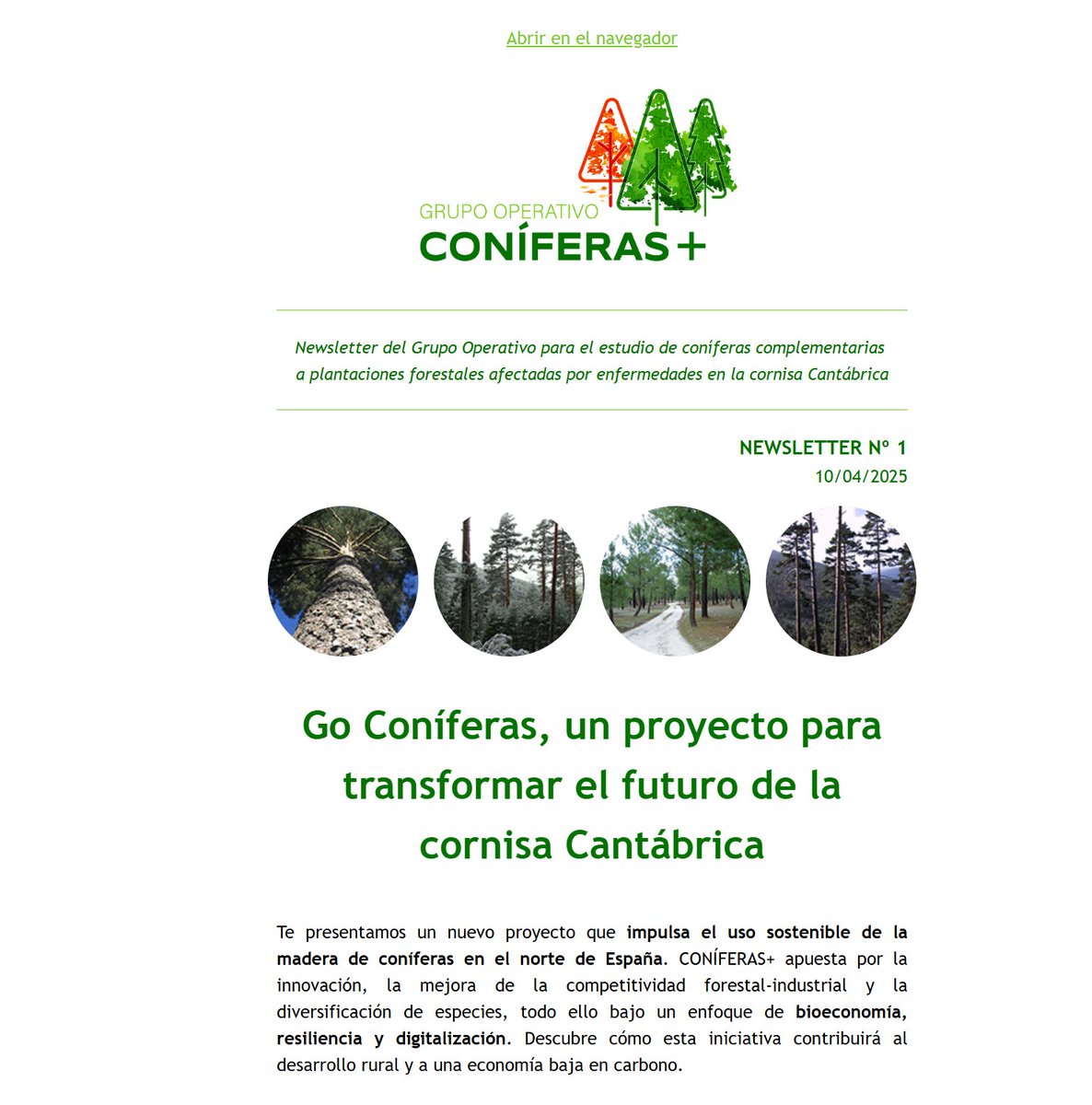 coniferas+ tweet media