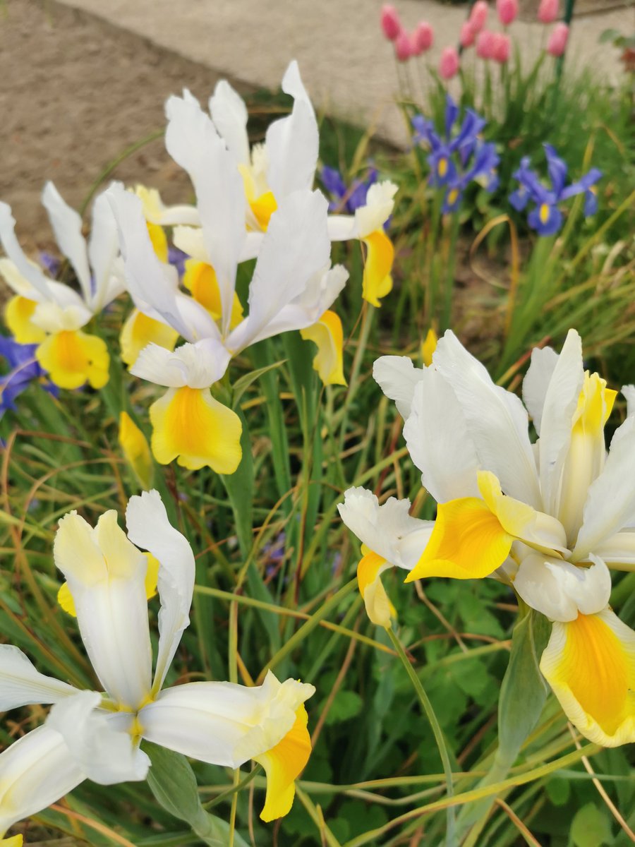 CarlaBZH's tweet image. J&apos;ai la chance d&apos;avoir un #jardin si fleuri ! Plein de couleurs et de #fleurs variées. On est vraiment au #Printemps ! Moment détente. Mais c&apos;est du travail ! 😎💐🔆 #flowers #CotesdArmor #Bretagne #MagnifiqueBretagne #France #MagnifiqueFrance