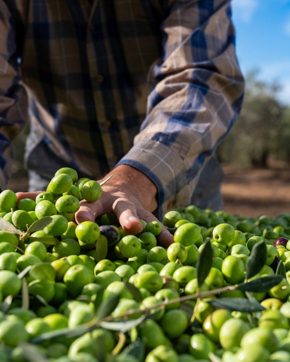 AceitunasEsp's tweet photo. Mientras todo avanza, la recolección de la #AceitunadeCarta sigue fiel a su historia: a mano y con mimo. 🫒✨ ​
En #España, se recoge una a una con la técnica del ordeño y un macaco, cuidándola hasta tu mesa. ¿Sabías que aún se cosechan así? ​

#GastronomíaEspañola https://t.co/NjzM04L0tV