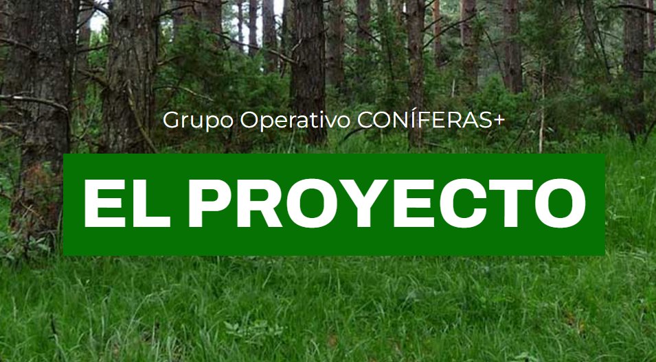 coniferas+ tweet media