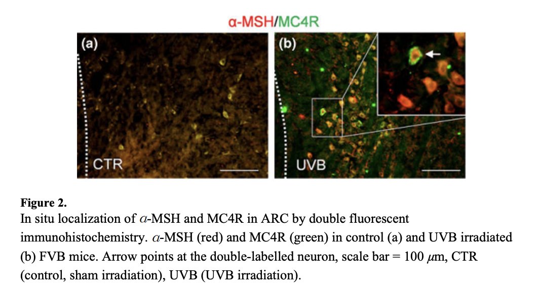 Outdoctrination's tweet image. Sunlight in the eyes increases metabolism.

Just like the sun causes your skin to tan by producing MELANin, when exposed to your eyes, sunlight produces MELANocyte stimulating hormone (αMSH) in the brain, which:

◇ Upregulates thyroid hormone production
◇ Lowers excessive…