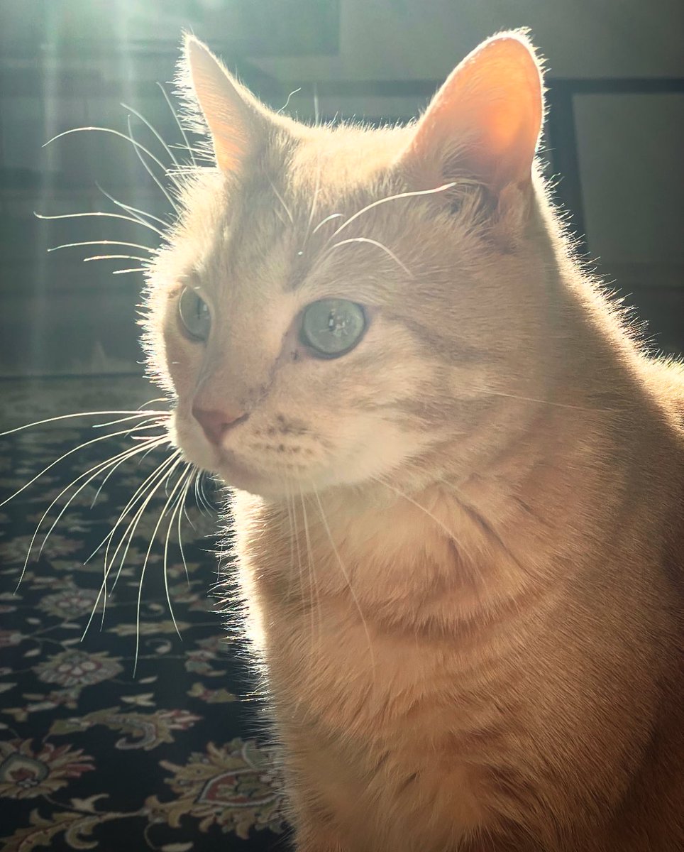 val_8mal's tweet image. Внимание! Вас посетил солнечный кот. Поставьте лайк и ретвит, и вам за это ничего не будет, а нам с Персивалем будет приятно.