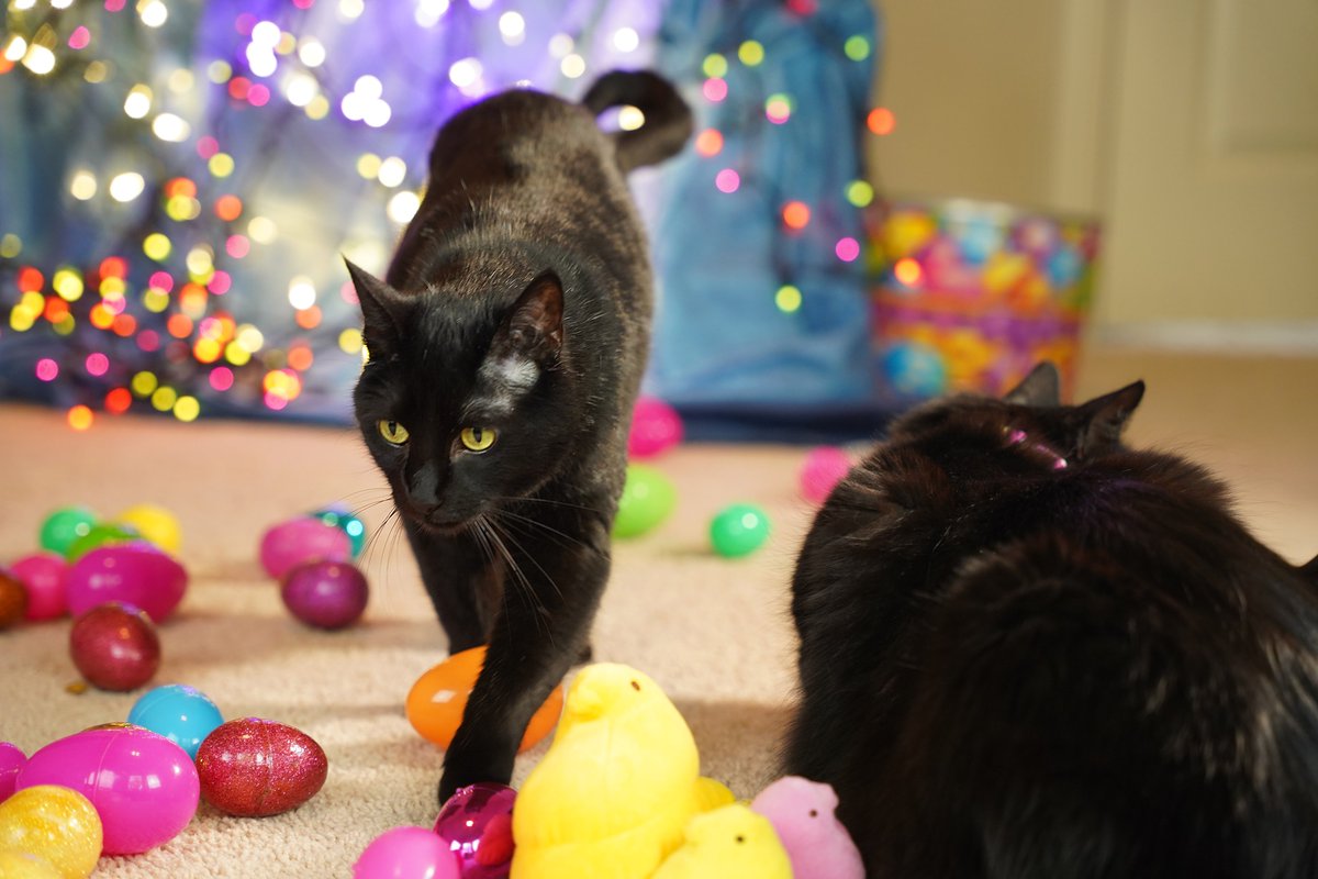 ZolderTheCat's tweet image. The photoshoot standoff was resolved without incident...
#Cats #Easter #Easterdecorations #funnycat