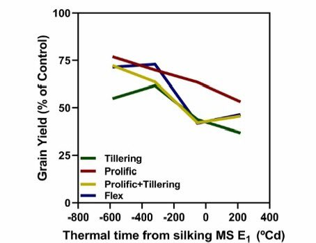 Recién salido del horno. Franco Espelet compara el periodo crítico de híbridos de maíz con diferentes mecanismos de plasticidad. Otro producto más de la RED UBA de MAÍZ 🌽<a href="/ifevaok/">IFEVA</a> <a href="/AgronomiaUBA/">FAUBA</a> <a href="/epg_fauba/">Escuela para Graduados “Ing. Agr. Alberto Soriano”</a>