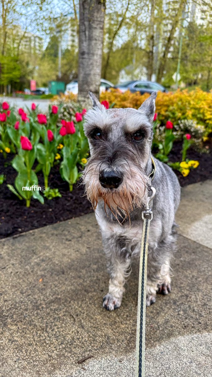 muffinjai's tweet photo. Even though my morning walk was a bit… yawn… early, Dad insisted we stop and admire these amazing red tulips that just magically appeared! 🌷 Honestly, they were like a burst of sunshine after a sleepy snooze.
#MotivationalMonday #MotivationMonday #MondayMotivation #TulipMagic https://t.co/msOzFgYcQ7