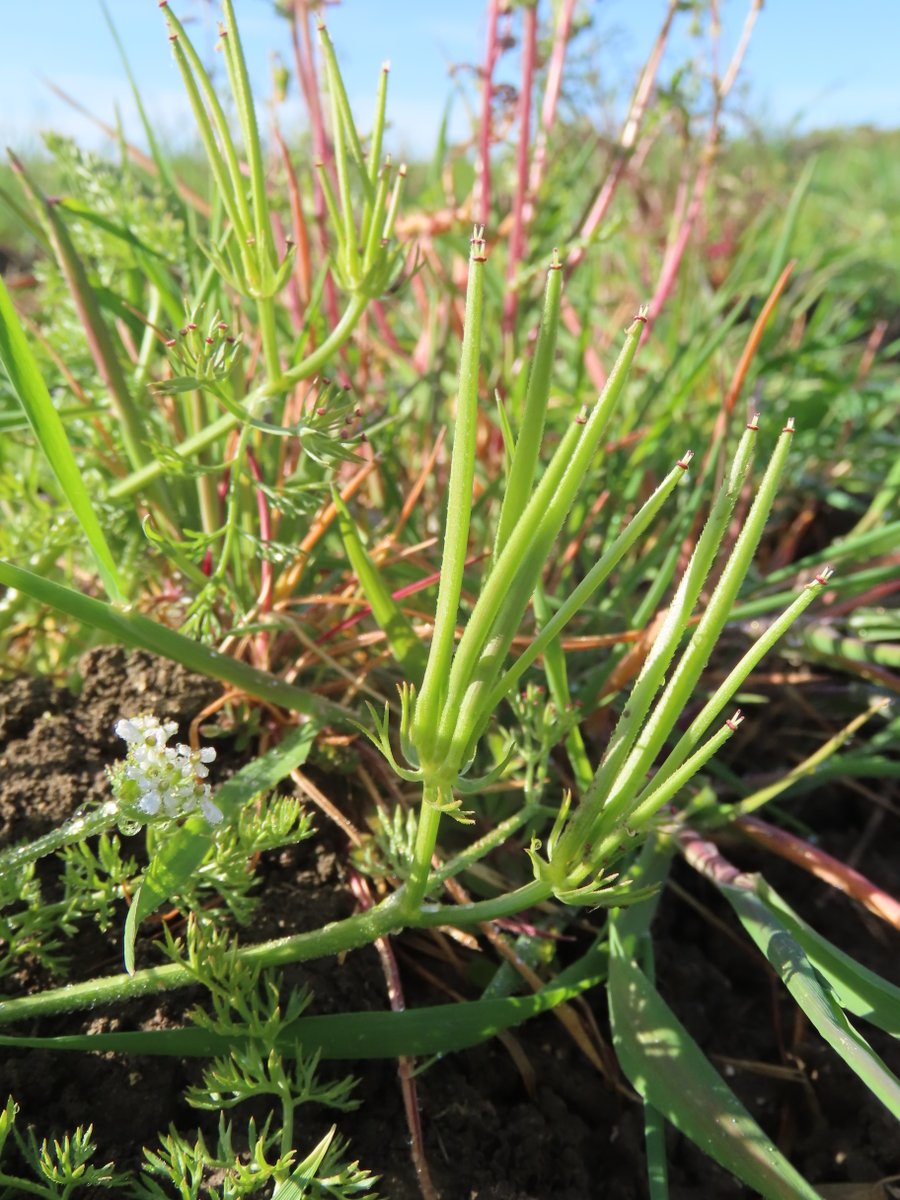 RSPB Hope Farm (@rspbhopefarm) on Twitter photo An exciting find on the farm today was our first ever record of Shepherd's-needle. Once abundant, this arable specialist is now very scarce. Even after 25 years of monitoring there are still things to discover! <a href="/BSBIbotany/">BSBI: Botanical Society of Britain & Ireland</a> plantatlas2020.org/atlas/2cd4p9h.… An exciting find on the farm today was our first ever record of Shepherd's-needle. Once abundant, this arable specialist is now very scarce. Even after 25 years of monitoring there are still things to discover! <a href="/BSBIbotany/">BSBI: Botanical Society of Britain & Ireland</a> plantatlas2020.org/atlas/2cd4p9h.…