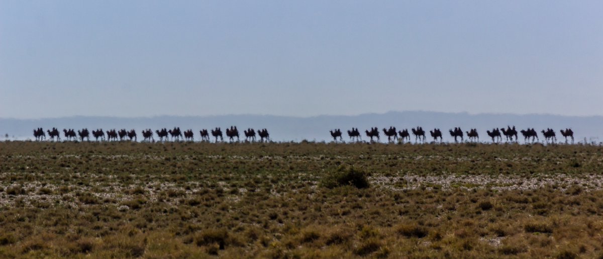 Зэрэглээн дундах тэмээн цуваааааа
