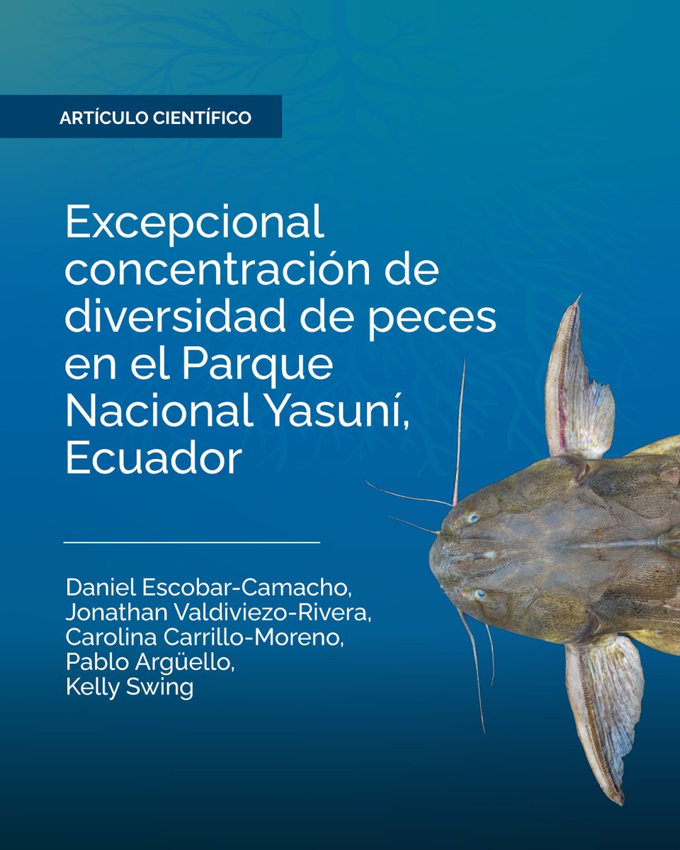 aguasamazonicas's tweet photo. 1/ 📊 Una investigación de la @USFQ_Ecuador, @EPNEcuador, @INABIO_EC y @TNCEcuador determinó la presencia de 458 especies de peces de agua dulce en el Parque Nacional Yasuní, en Ecuador, lo que lo confirma como una zona crítica para la ictiofauna. 🐟🇪🇨 https://t.co/YdFGHI5obO