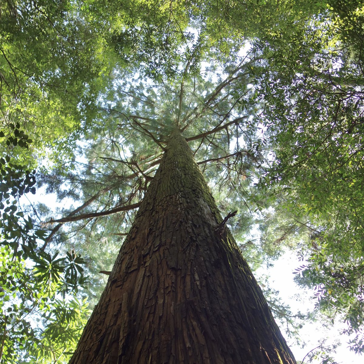 ryo_shiotani's tweet image. ふたたび熊野へ。昨日は雨の中の取材をし、今日は那智の滝の上流にある、二の滝、三の滝をご案内いただきました。
1年後の那智の大瀧展に向けて、自分が描くべき作品が少しずつ見えてきました。