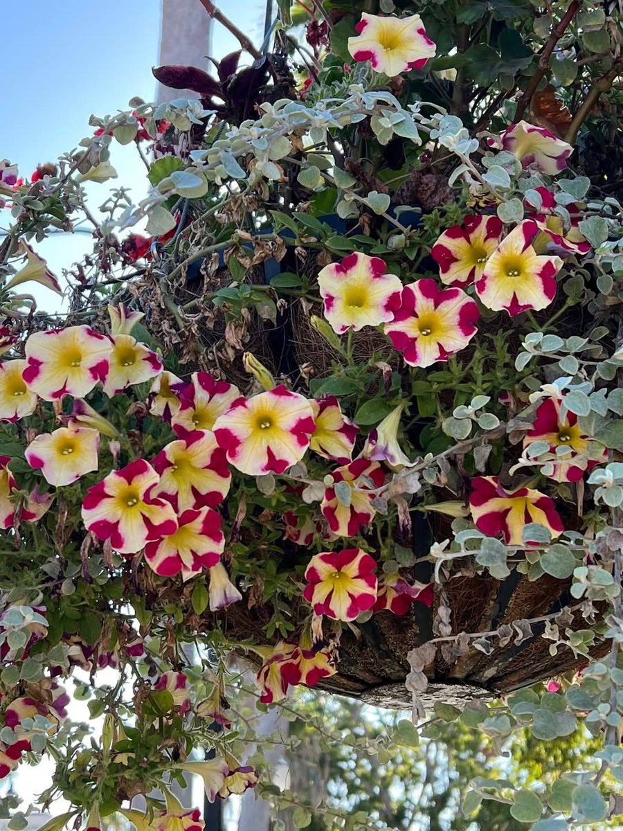 CityofVeniceFL's tweet photo. Good morning from the City of Venice!
Thank you Venice Area Beautification, Inc.
Photos: Cynthia Ravinski
#NationalGardeningDay #VABI #BloomTeam #growstuff https://t.co/tEOUTCN3MJ