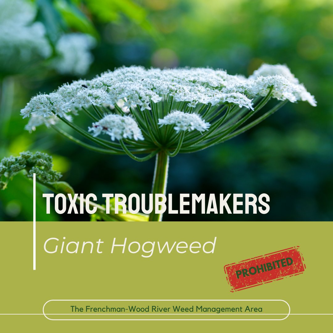 FWRWMA's tweet photo. Giant hogweed can cause skin burns when exposed to sunlight. Although it hasn't been reported in Saskatchewan yet, it's best to keep an eye out. If you think you've found it, do not touch. Report it immediately. https://t.co/9U7gzRcjFP