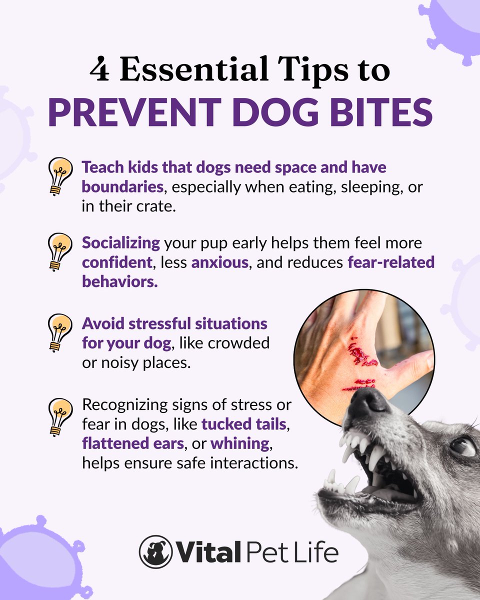 VitalPetLife's tweet image. Every year, 4.5M+ people are bitten by dogs in the U.S. most incidents are preventable. Awareness and education can make all the difference. Let’s keep dogs and people safe.
⁠
#DogBitePrevention #PetSafety #ResponsiblePetOwnership #DogBehavior