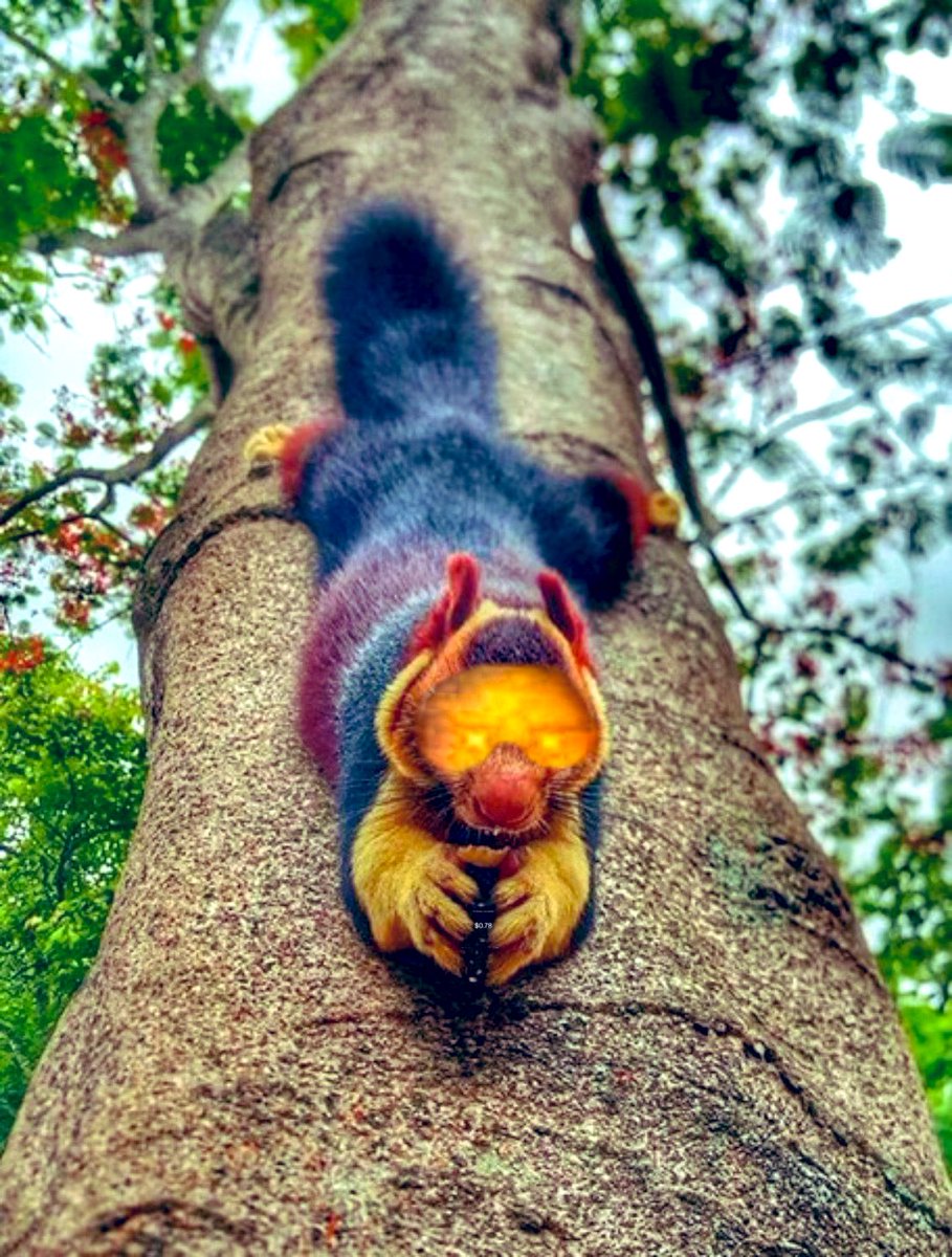 WaldoVision3's tweet image. E8B78 #microstack #microstackgang 

Malabar squirrel