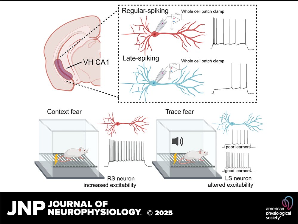 🧠New study reveals distinct firing types in ventral hippocampal CA1 linked to associative fear learning! Implications for anxiety disorders are profound—get ready for insights on fear memory!

ow.ly/WJiK50Vtv4q

#VentralHippocampus <a href="/ChadSmies/">Chad Smies (he/him)</a> @iam_cardiv <a href="/jrmoyerjr5/">James R. Moyer, Jr.</a>