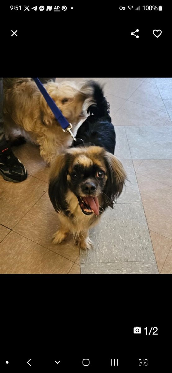 MyBoxerLuvMac1's tweet photo. ๐Dip๐ + ๐Sandy๐
โช๏ธ#NewIntakes #223351 7y
#NYCACC #223352 7y
Precious 25 lb sweet boy๐, just arrived w bonded sibling sis Sandy 19lb, Bot R.
2 adorable cuties ready 2 love/go on adventures w u!
Stressed being apart in scary shelter!
These sweeties r looking 4 u- 2X the fun!
Deserve loving, #Adopter/N.East #Foster.
DM @CathyPolicky
Pls #pledge
๐D+S
https://t.co/XxuE0ue3q3
https://t.co/8OBCEKMyK7