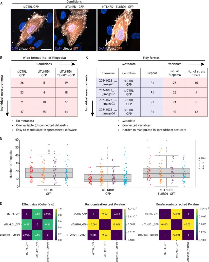 Joanna Pylvänäinen, Hanna Grobe and Guillaume Jacquemet present their practical guidelines for data exploration in quantitative cell biology.
journals.biologists.com/jcs/article/13… 
#OpenAccess