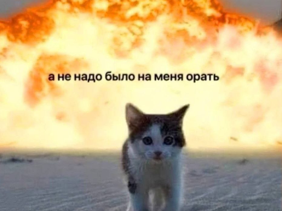 cats, i love cats (@catsilcats) on Twitter photo 