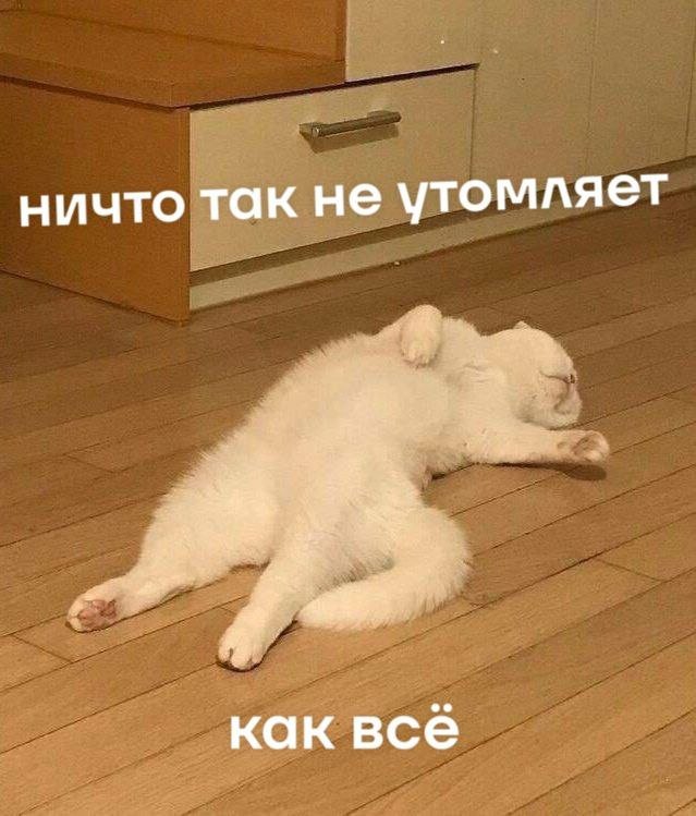 cats, i love cats (@catsilcats) on Twitter photo 