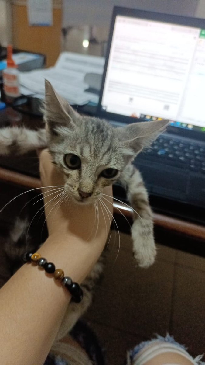 Silver Moon Purradise tweet media